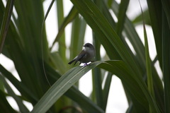 Zosterops borbonicus