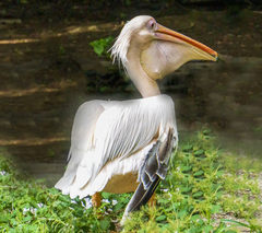 Pelecanus onocrotalus