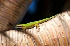Phelsuma inexpectata