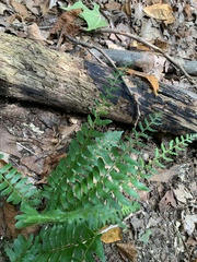 Polystichum acrostichoides