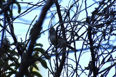 Baeolophus inornatus