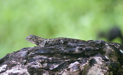 Agamidae