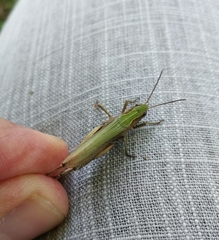 Chorthippus dorsatus