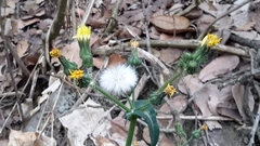 Sonchus oleraceus