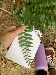 Polystichum acrostichoides