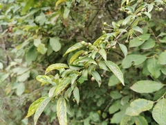 Prunus spinosa