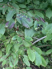 Cornus amomum