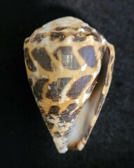 Image of Conus ebraeus