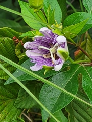 Passiflora incarnata
