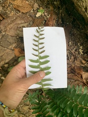 Polystichum acrostichoides