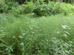 Equisetum