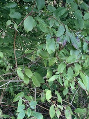 Cornus amomum
