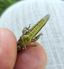 Chorthippus dorsatus