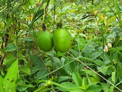 Passiflora incarnata