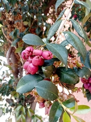 Syzygium paniculatum