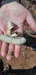 Myriapoda