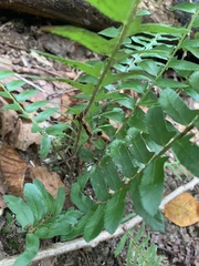 Polystichum acrostichoides
