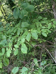 Cornus amomum