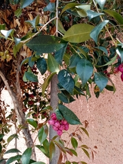 Syzygium paniculatum