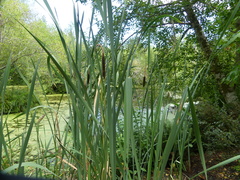 Typha angustifolia