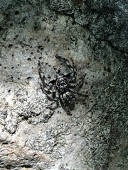 Platycryptus undatus