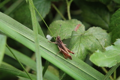 Gomphocerippus rufus