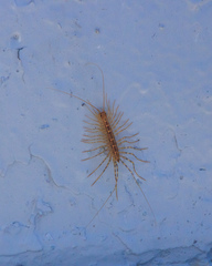 Scutigera coleoptrata