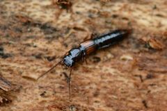 Siagonium quadricorne