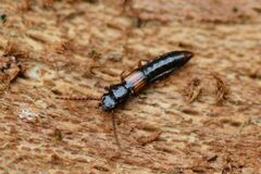 Siagonium quadricorne