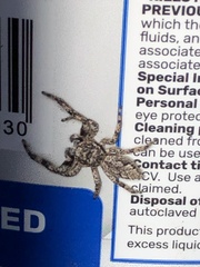 Platycryptus undatus