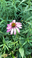 Echinacea purpurea