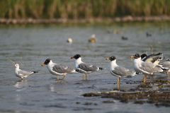 Ichthyaetus ichthyaetus