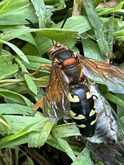 Sphecius speciosus