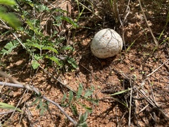 Lycoperdaceae