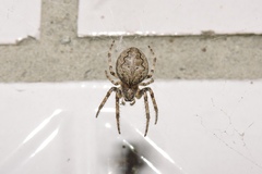 Larinioides ixobolus