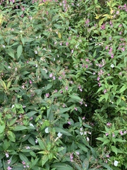 Impatiens glandulifera