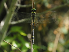 Cordulegaster bidentata