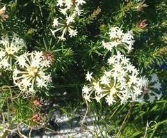 Gnidia pinifolia