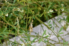 Melanoplinae