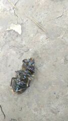 Lucanus cervus