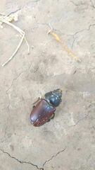 Lucanus cervus