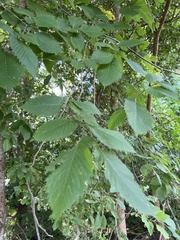Ulmus