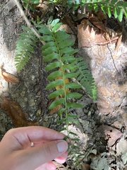 Polystichum acrostichoides