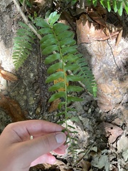 Polystichum acrostichoides
