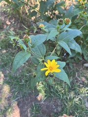 Helianthus strumosus