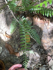 Polystichum acrostichoides