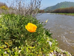 Eschscholzia californica