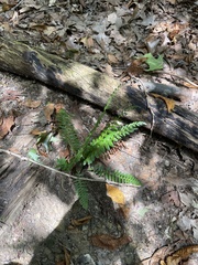 Polystichum acrostichoides