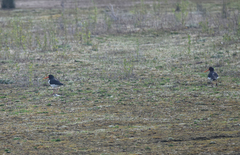 Haematopus ostralegus