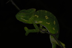 Chamaeleo zeylanicus